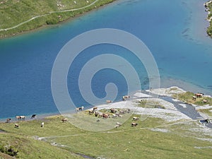 A beach of Lake Arosa in Switzerland occupied by a herd of cows,