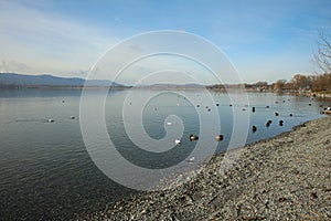 The Beach of Lake Constance at Radolfzell