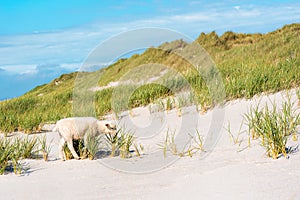 Beach landscape with a lamb grazing the marram grass on Sylt island, Germany