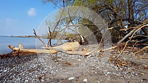 Beach landscape with loose driftwood washed ashore in summer.  Scenic shore coast.