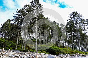 Beach landscape in Olympic National Park, Washington, USA