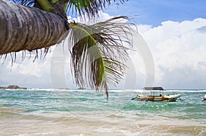 Beach landscape with palm