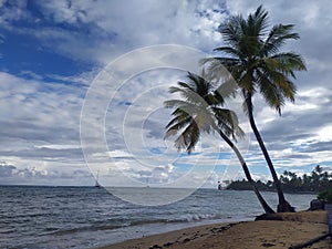 Beach landscape with sailboats and palm trees