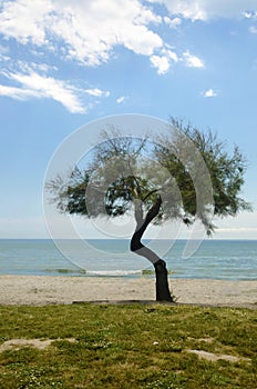 Beach Landscape, Sea, Sand, Sun & Trees