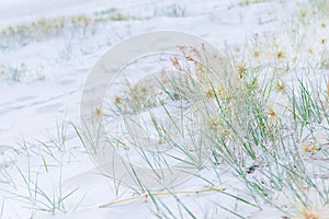 Beach landscape of silver grass and fine white sand