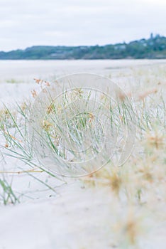 Beach landscape of silver grass and fine white sand