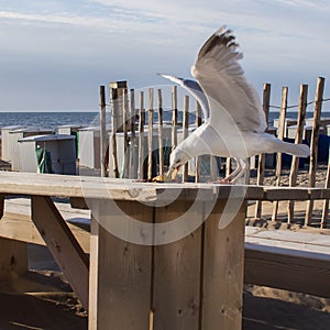 Beach life. Seagull steal food from a table.