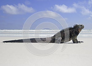 Beach Lizard, Marine Iguana