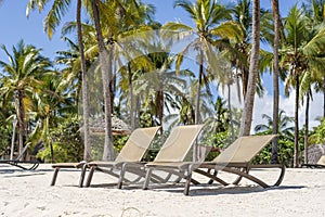 Beach loungers and coconut palm trees on the tropical coast near the sea on the island of Zanzibar, Tanzania, Africa. Travel and