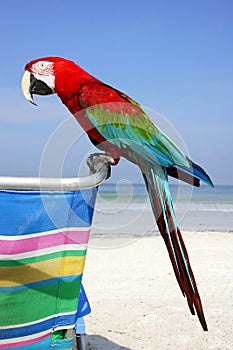 Beach Macaw