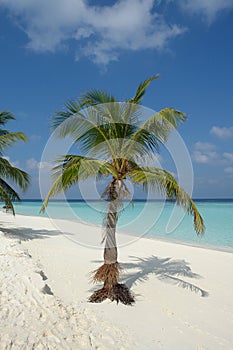 Beach on a Maldive Island