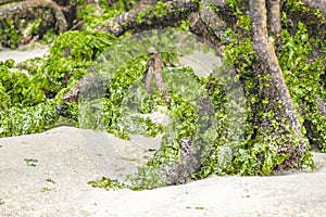 Beach Mangroove, Galapagos, Ecuador