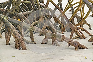 Beach Mangroove, Galapagos, Ecuador