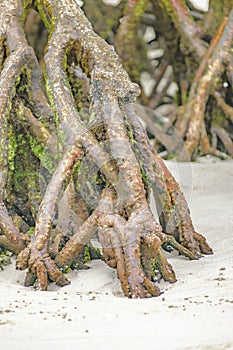 Beach Mangroove, Galapagos, Ecuador