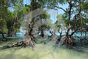 Strand Mango Baum Bäume 