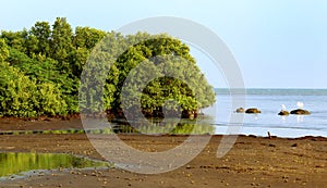 A beach beach with mangrove trees.