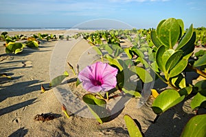 Beach morning glory - South Africa