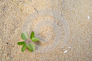 Beach morningglory herb