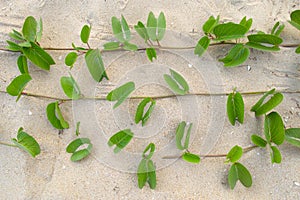 Beach morningglory herb photo