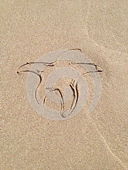 Beach. Natural background. Print on the wet sand from a children`s toy in the shape of a starfish. Vertical orientation