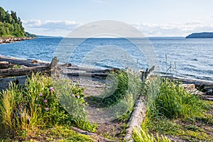 Beach with Natural Vegetation and Driftwood