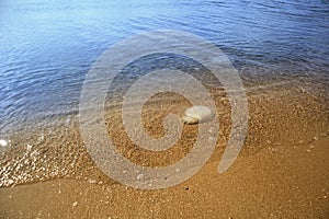 The beach, nature, summer, the sea