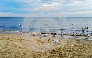 Beach near baltic sea in Swinoujscie in november full of seagulls