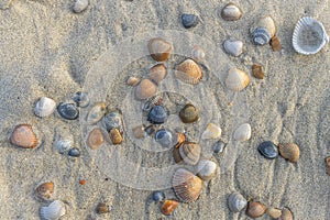 Beach near Domburg town in spring fresh morning with sea shells