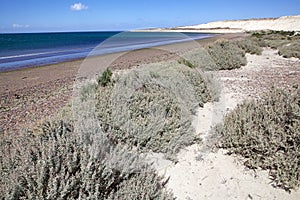 Beach near Puerto Madryn, a city in Chubut Province, Patagonia, Argentina photo
