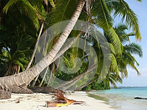 Beach no. 5, Havelock Island, Andaman Islands, Ind photo
