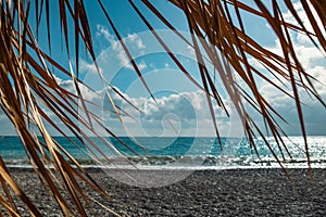 Beach ocean summer and palm tree with umbrella. summertime coast