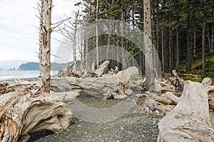 Beach of pacific coast in Olympic national park, Washington, USA