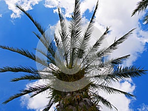 Beach palm