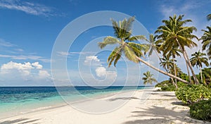 Beach with palm atoll island Maldives