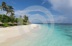 Beach with palm atoll island Maldives