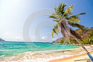 Beach and Palm Tree photo