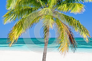 Beach with palm tree, Cayo Levisa, Cuba