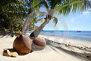 a beach with a palm tree and coconuts on Naviti Island in Fiji