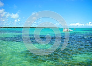 Beach with palm tree - MaceiÃ³ beach in Alagoas