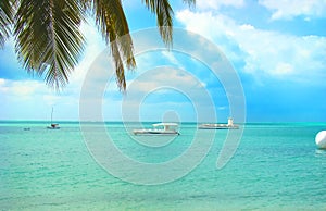 Beach with palm tree - MaceiÃ³ beach in Alagoas