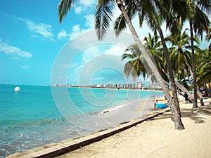 Beach with palm tree - MaceiÃ³ beach in Alagoas