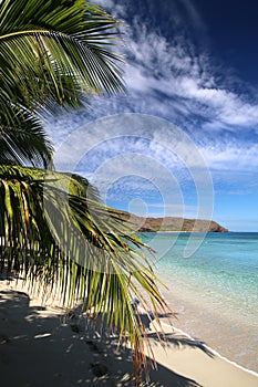 a beach with a palm tree on Naviti Island in Fiji