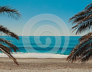 Beach and Palm Tree Poster