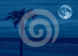 beach with palm tree and sea at night