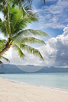 Beach and palm tree on sea and sky background