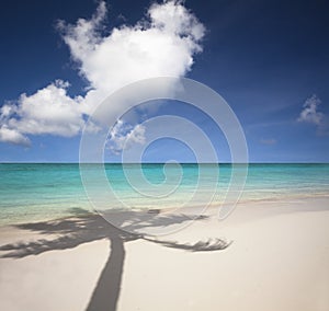 beach and palm tree shadow