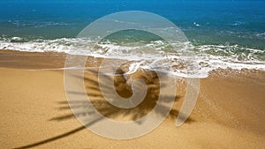 beach with palm tree shadow