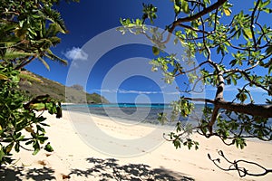 a beach with a palm tree and sunlight on Naviti Island in Fiji