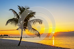 Beach with palm tree at sunset
