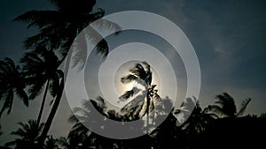 Beach palm tree sunset
